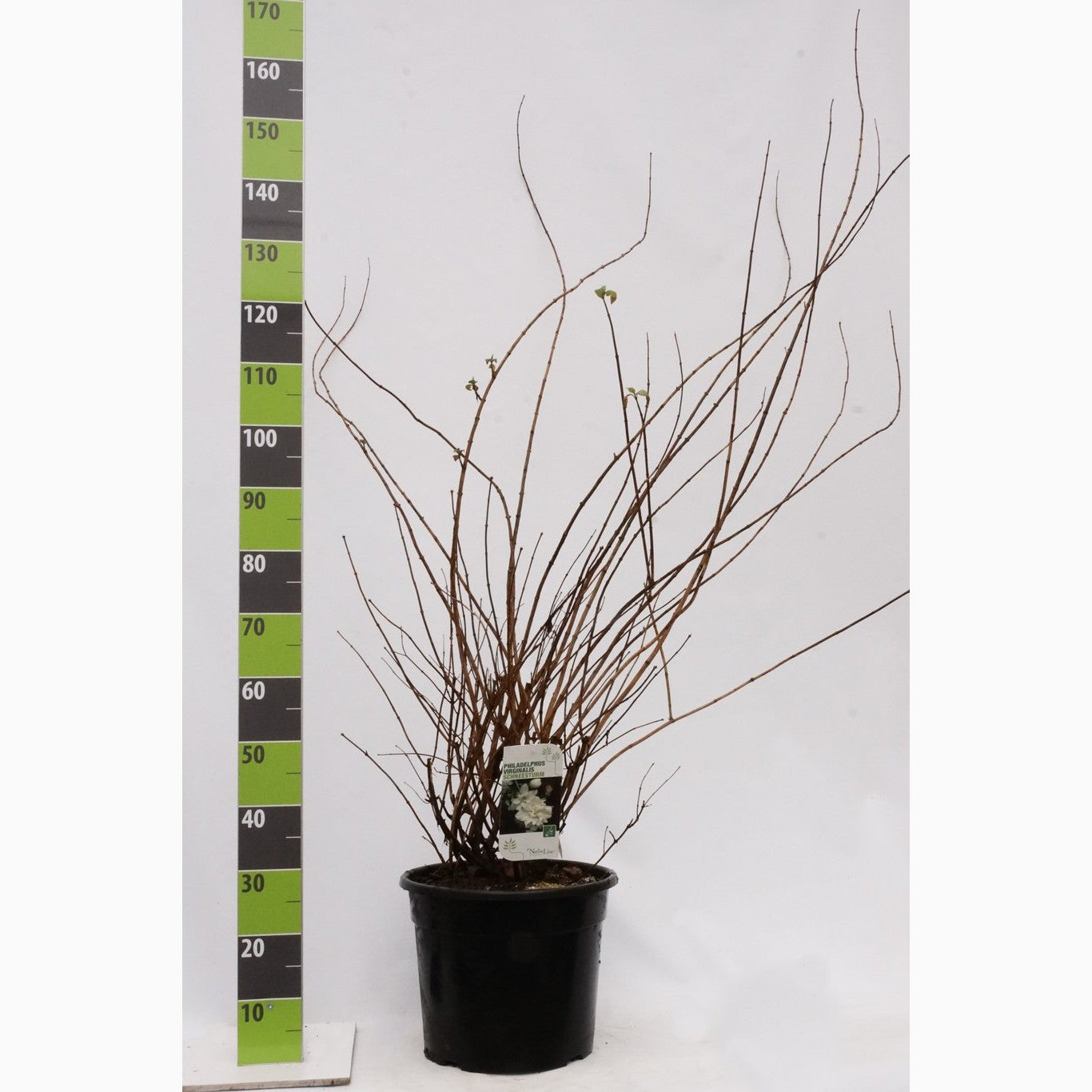 Schersmin – Philadelphus 'Schneesturm' - C20 125-150 CM